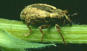 Alfalfa Weevil